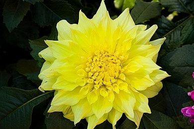 《死亡细胞：重返恶魔城版》实体版发售 内附精致周边